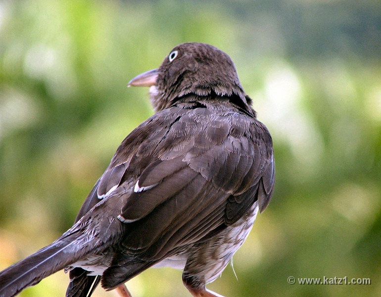 Morning Visitor